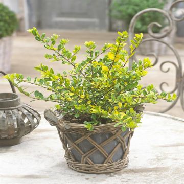 Ilex crenata  Golden Gem voor G Rock