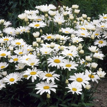 Leucanthemum Alaska V