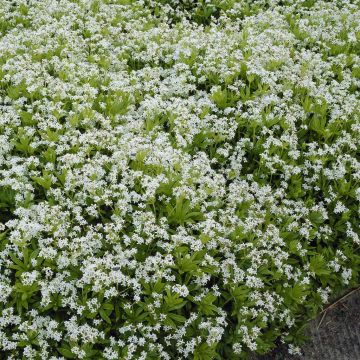 Galium odoratum Galium odoratum