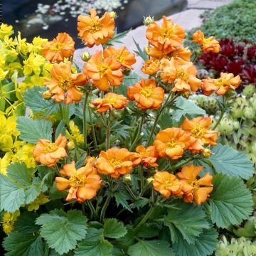 Geum coccineum Borisi