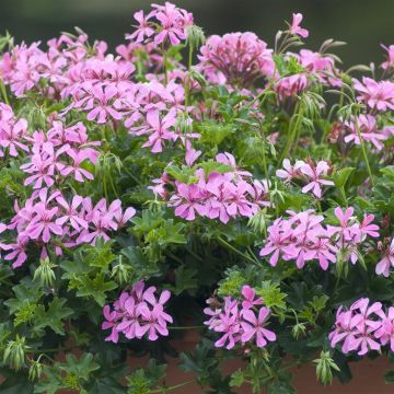 Pelargonium peltatum