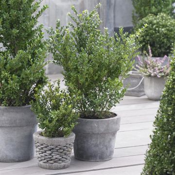 Ilex crenata Dark Green(voor Luxus Globe)