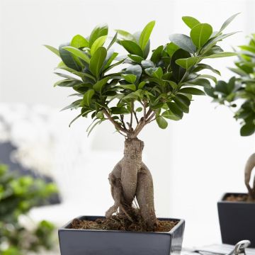 Bonsai Ficus Ginseng