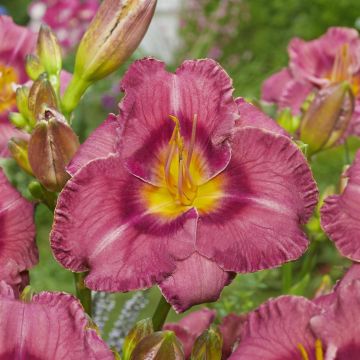 Hemerocallis Always Liberty