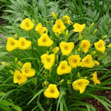 Hemerocallis Bakabana