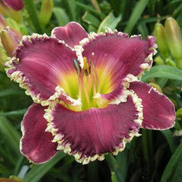 Hemerocallis Bettylen