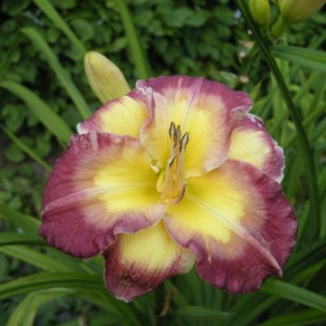 Hemerocallis Cheese and Wine
