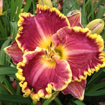 Hemerocallis Daria