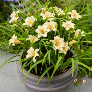 Hemerocallis EveryDaylily™ Cream®