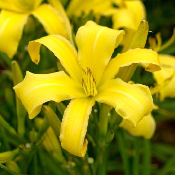 Hemerocallis Lemon Madeline