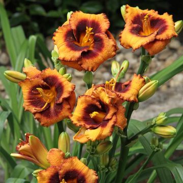 Hemerocallis Madeline Nettles Eyes