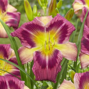 Hemerocallis Magic Dancer