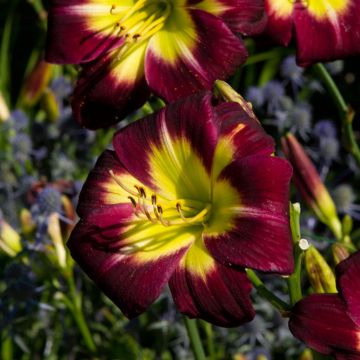 Hemerocallis Night Beacon
