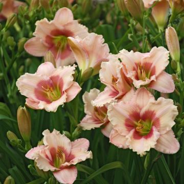 Hemerocallis Roseanne