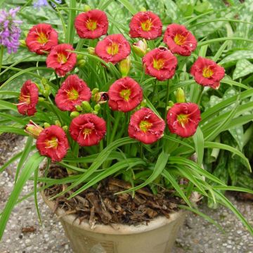 Hemerocallis Siloam Grace Stamile