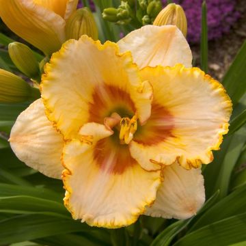 Hemerocallis Sixth Sense
