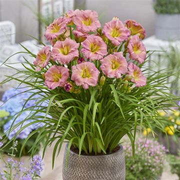 Hemerocallis Soft Secrets