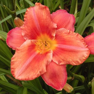 Hemerocallis South Seas