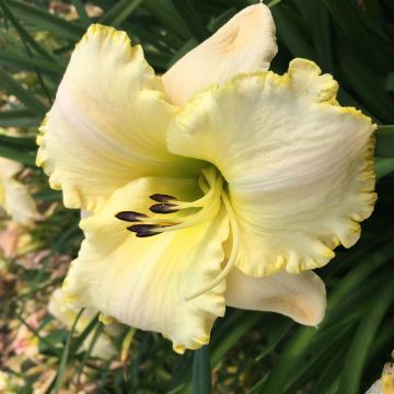 Hemerocallis Spacecoast White Out