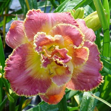Hemerocallis Unlock the stars