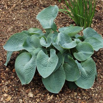 Hosta Abiqua Drinking Gourd