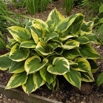 Hosta Anne