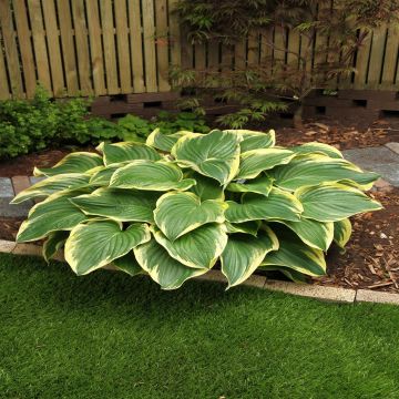 Hosta Broadway
