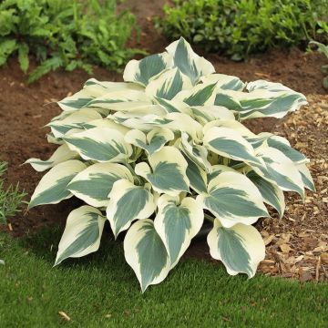Hosta Firn Line