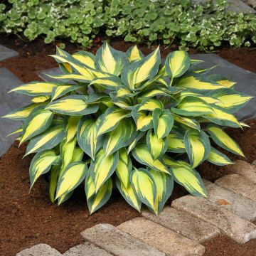 Hosta Magic Island