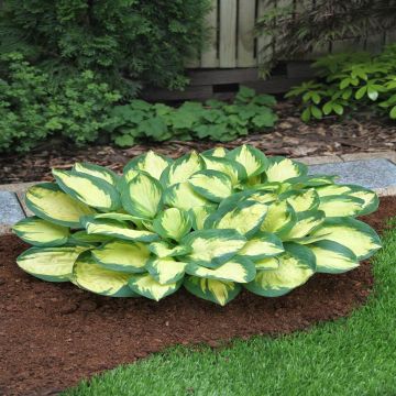 Hosta Popcorn