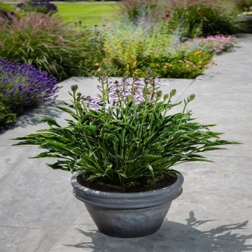 Hosta Praying Hands