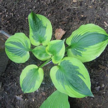 Hosta Summer Lovin