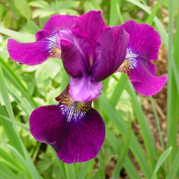 Iris Sibirica Hubbard