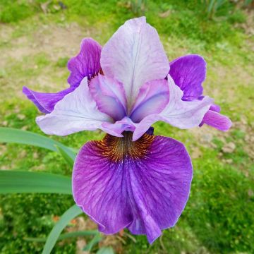 Iris sibirica Light of Heart