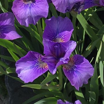 Iris sibirica Mabel Coday