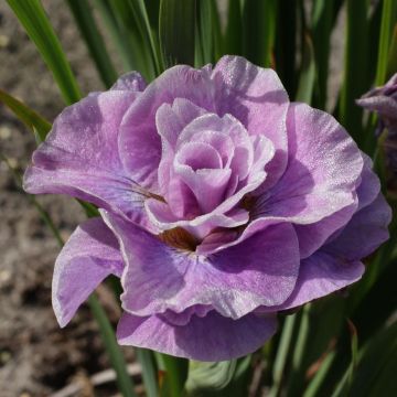 Iris Sibirica Pink Parfait