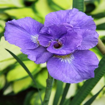 Iris Sibirica Rambunctious