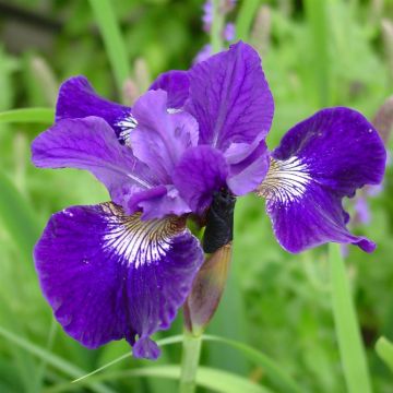 Iris Sibirica Shirley Pope
