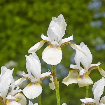Iris Sibirica Snow Prince