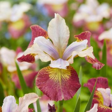 Iris sibirica Sugar Rush