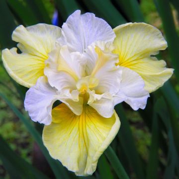 Iris Sibirica Yellow Tail