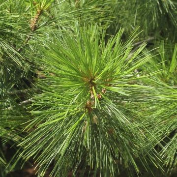 Pinus strobus v2