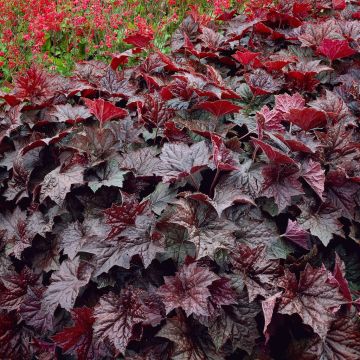 heuchera purple visi00260