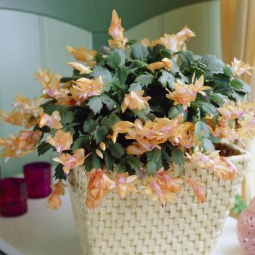 Schlumbergera salmon
