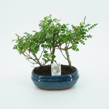 Bonsai Xanthoxyllum forest 20cm