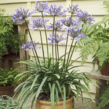 Agapanthus Dr. Brouwer