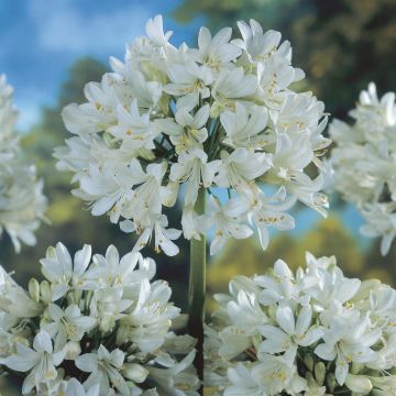 Agapanthus Polar Ice