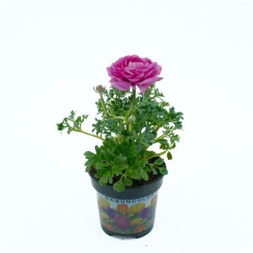 Pink Ranunculus