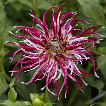 Dahlia Hollyhill Spider Woman