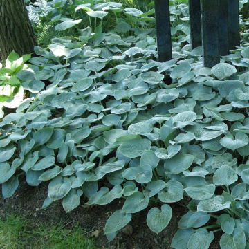 Hosta Buckshaw Blue